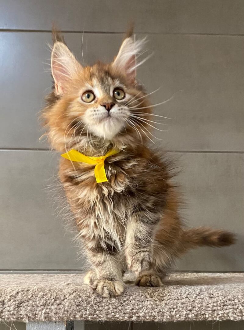 Western star Maine Coon female, black tortie tabby