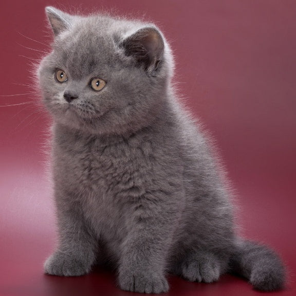 Quincy British Shorthair male, blue
