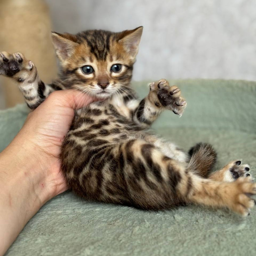 Edison Bengal male, black spotted tabby