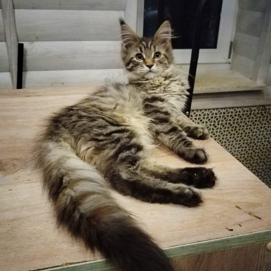 Yesenia Maine Coon female, black tortie tabby