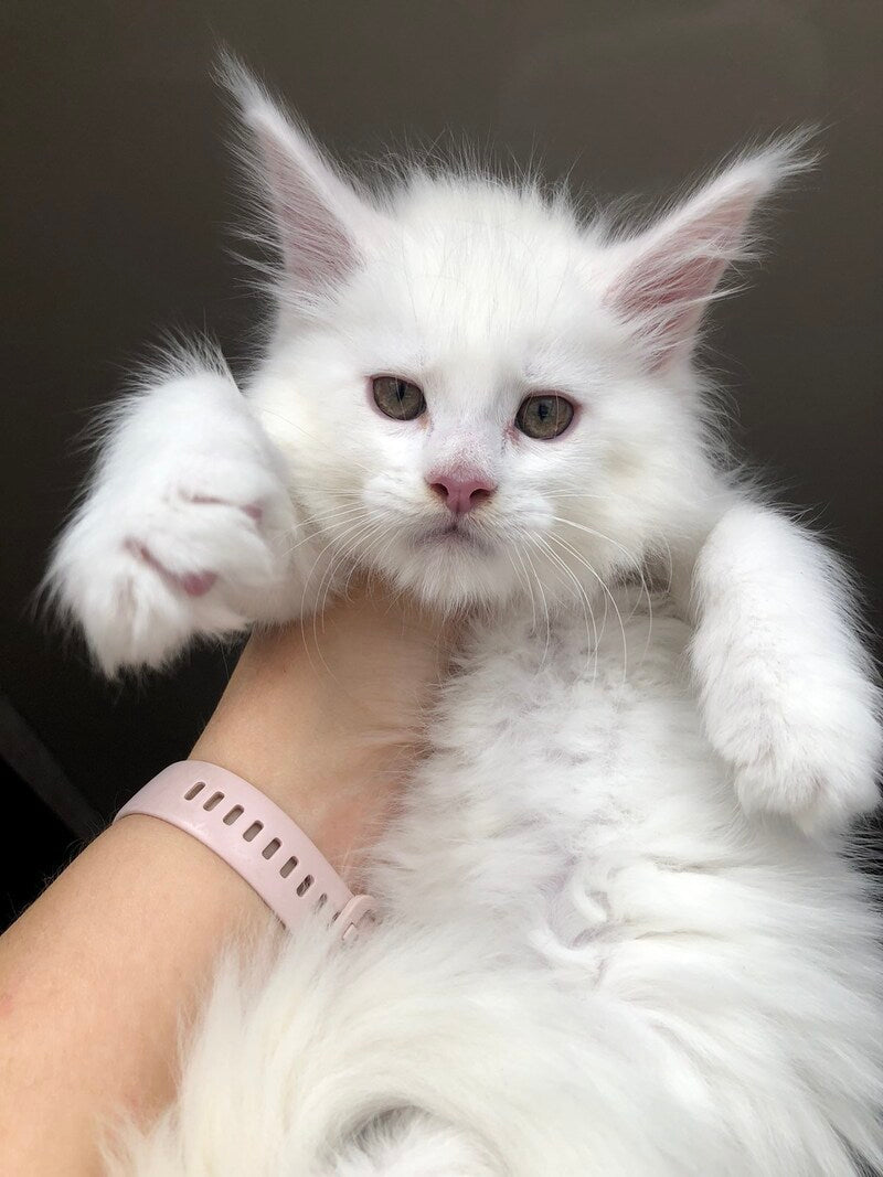 White Angel Maine Coon male white - live animals