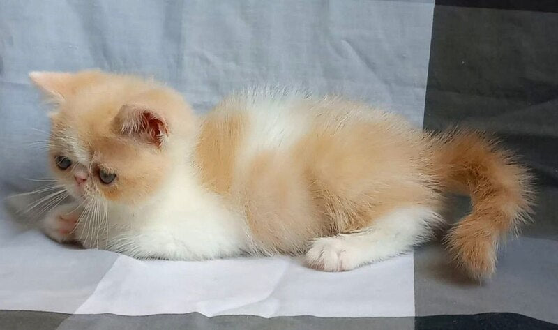 Ilian Exotic male, cream bicolour spotted tabby