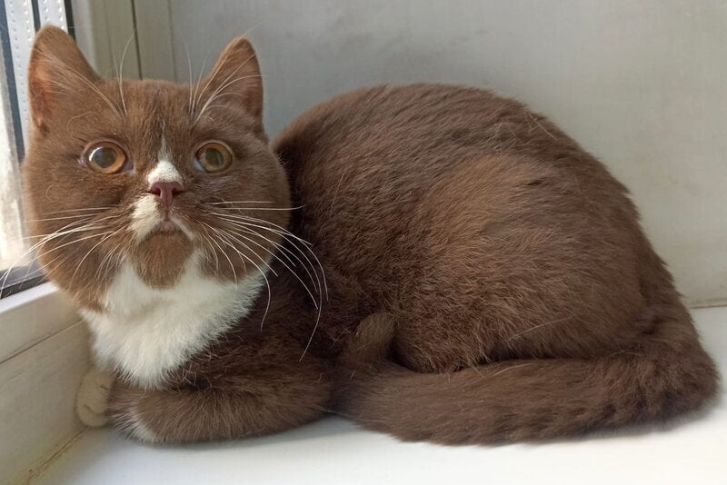 Bella British Shorthair female, cinnamon bicolour