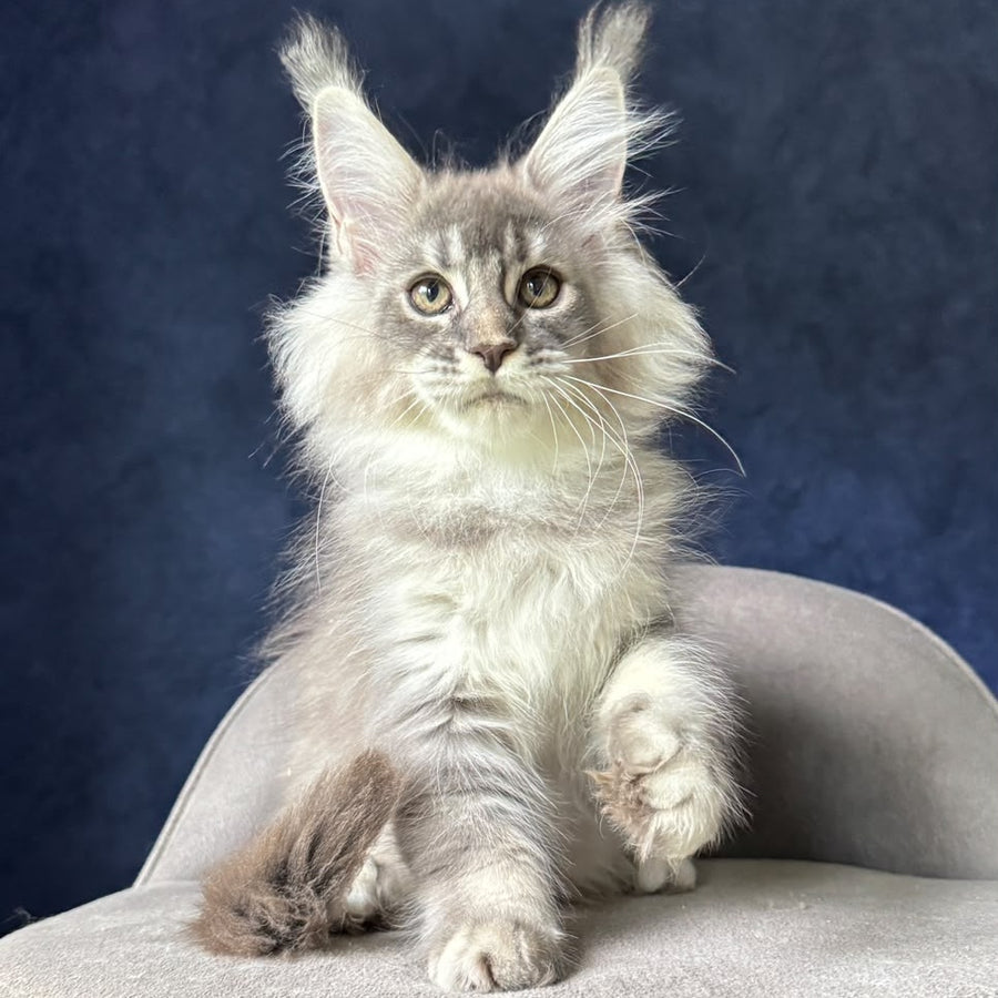 Henrietta Maine Coon female, blue silver ticked tabby