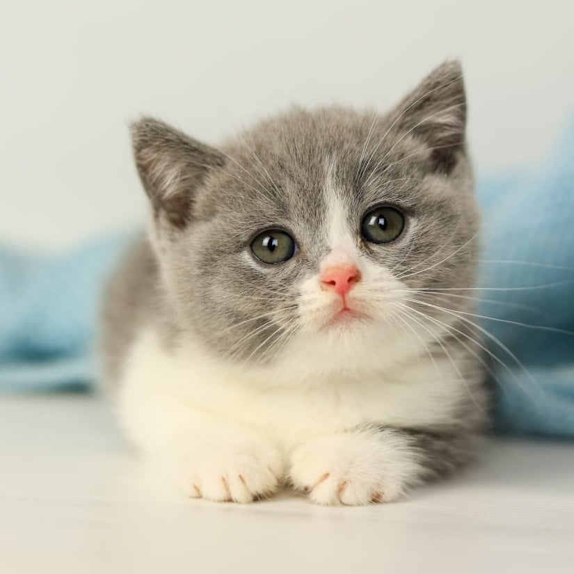 Paula British Shorthair female, blue bicolour