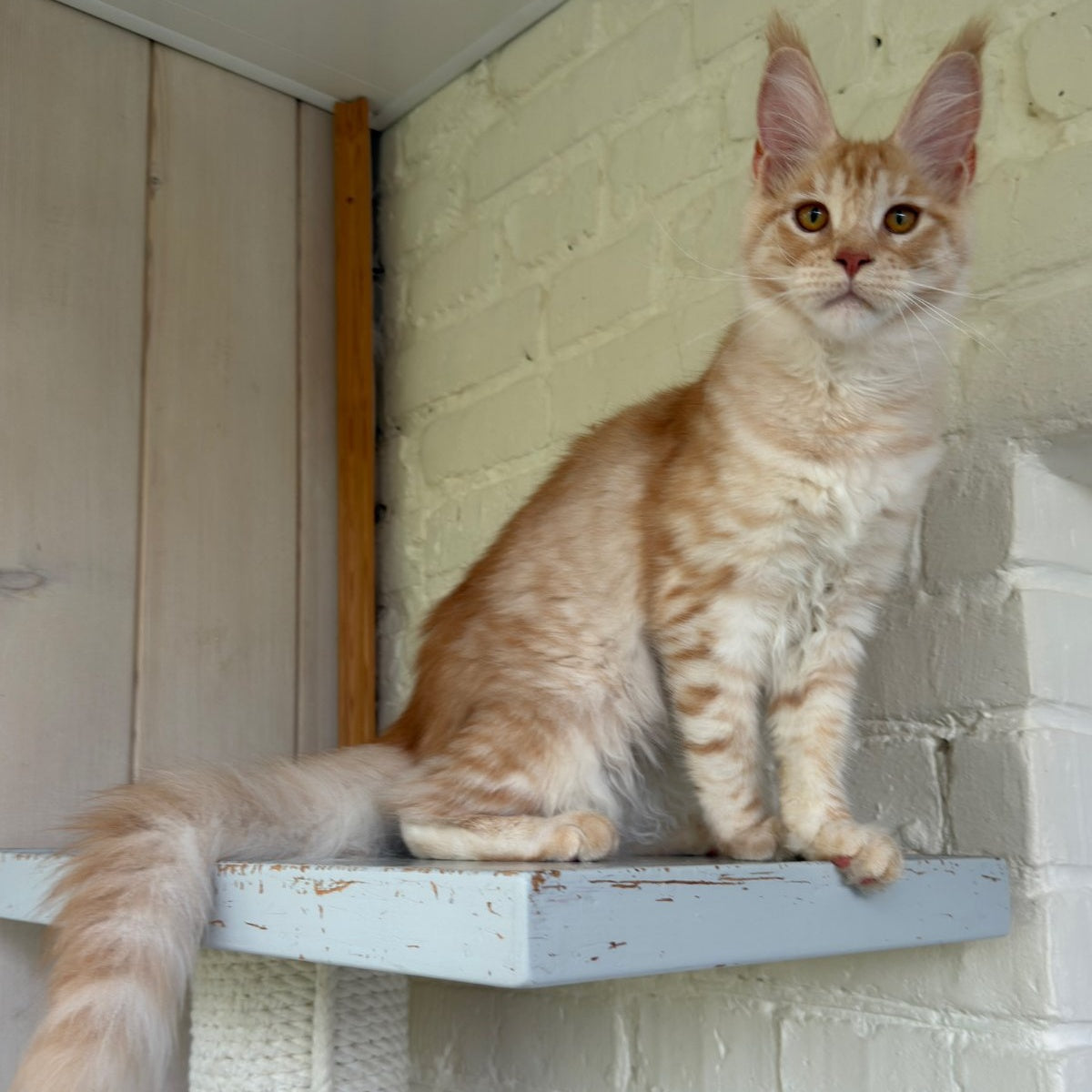 Nora Maine Coon female, red silver spotted tabby