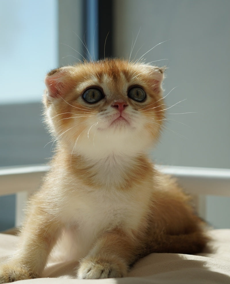 Quentin Scottish Fold male, black golden shaded
