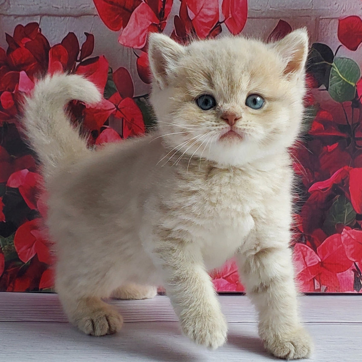Holden British Shorthair male, lilac golden shaded