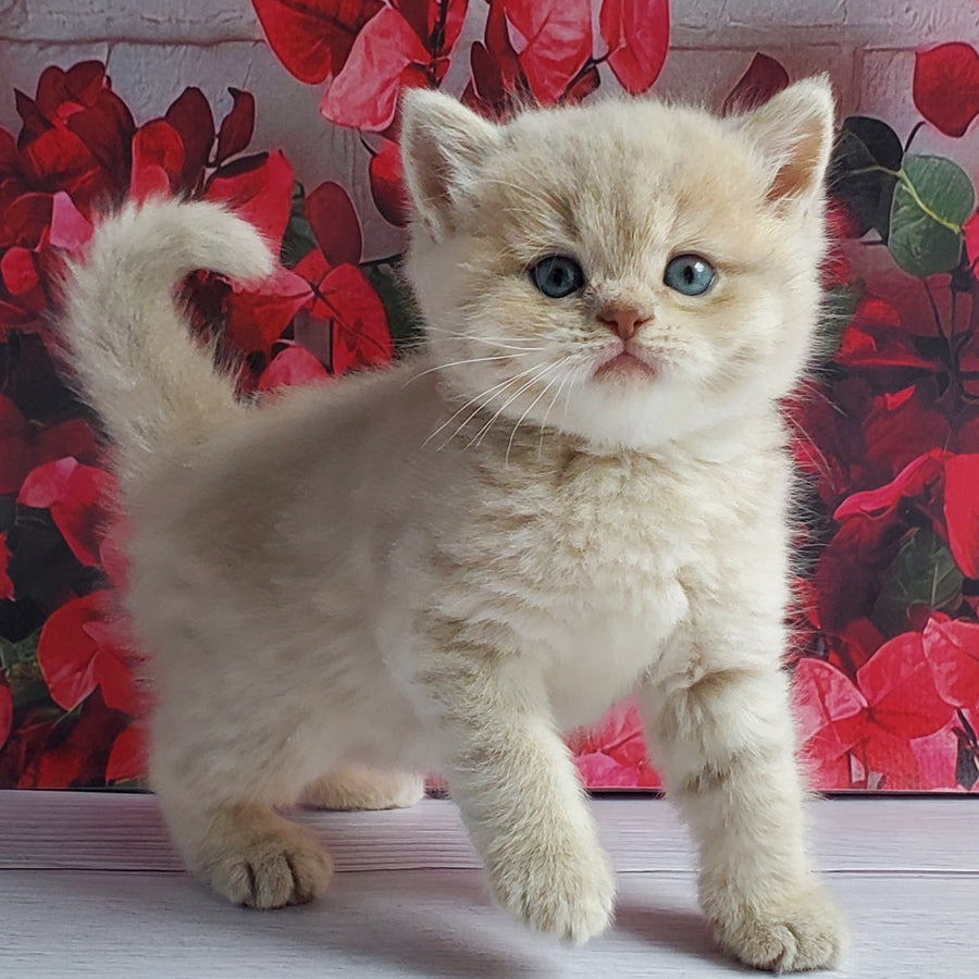 Holden British Shorthair male, lilac golden shaded