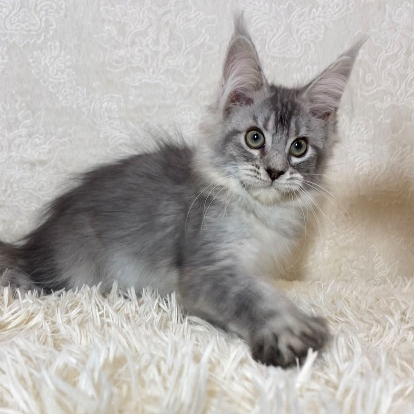 Lu-lo Maine Coon polydactyl 6x6x6x6 male, black silver ticked tabby