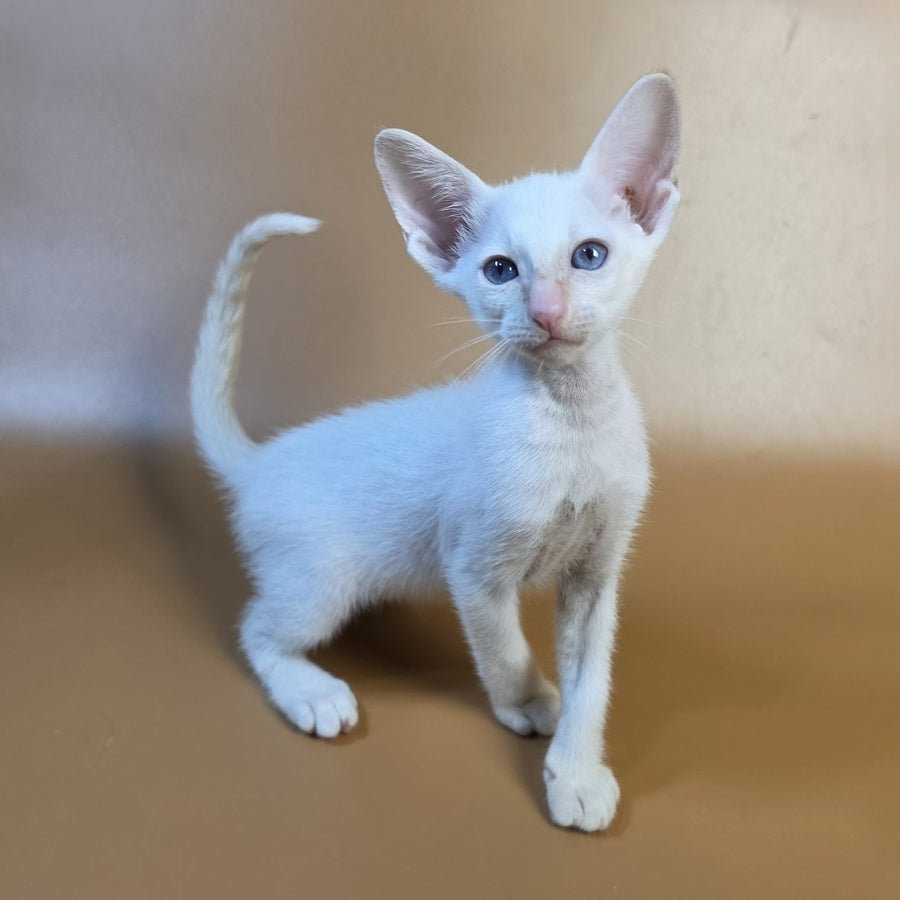 Eclair Siamese male, red