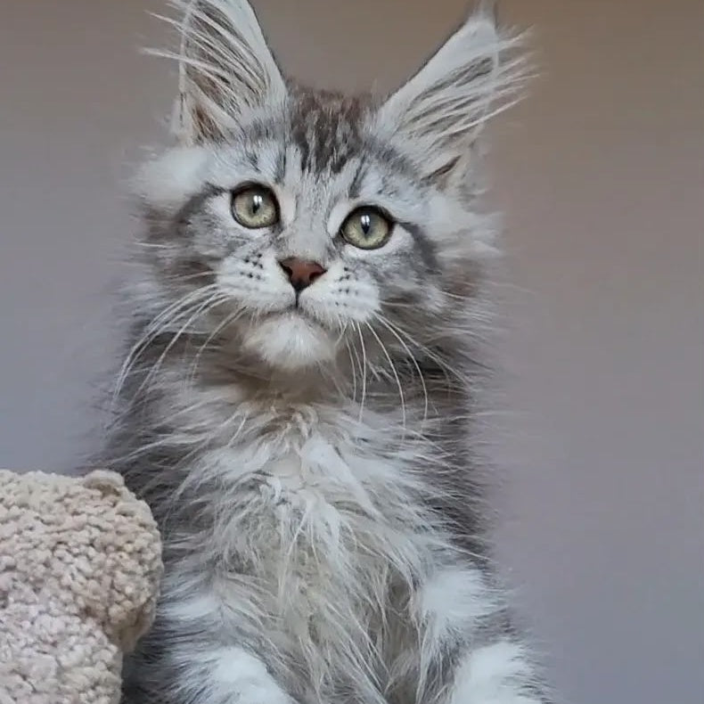 Hugo Maine Coon polydactyl 6x6x6x6 male, black silver tabby