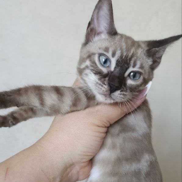 Nutela Bengal female, black pointed spotted tabby