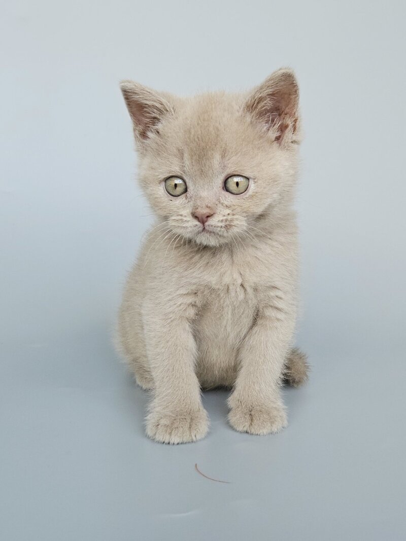 Ami British Shorthair female, fawn