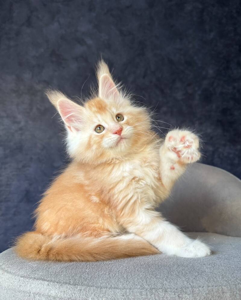 Han-Solo Maine Coon male, red silver ticked tabby