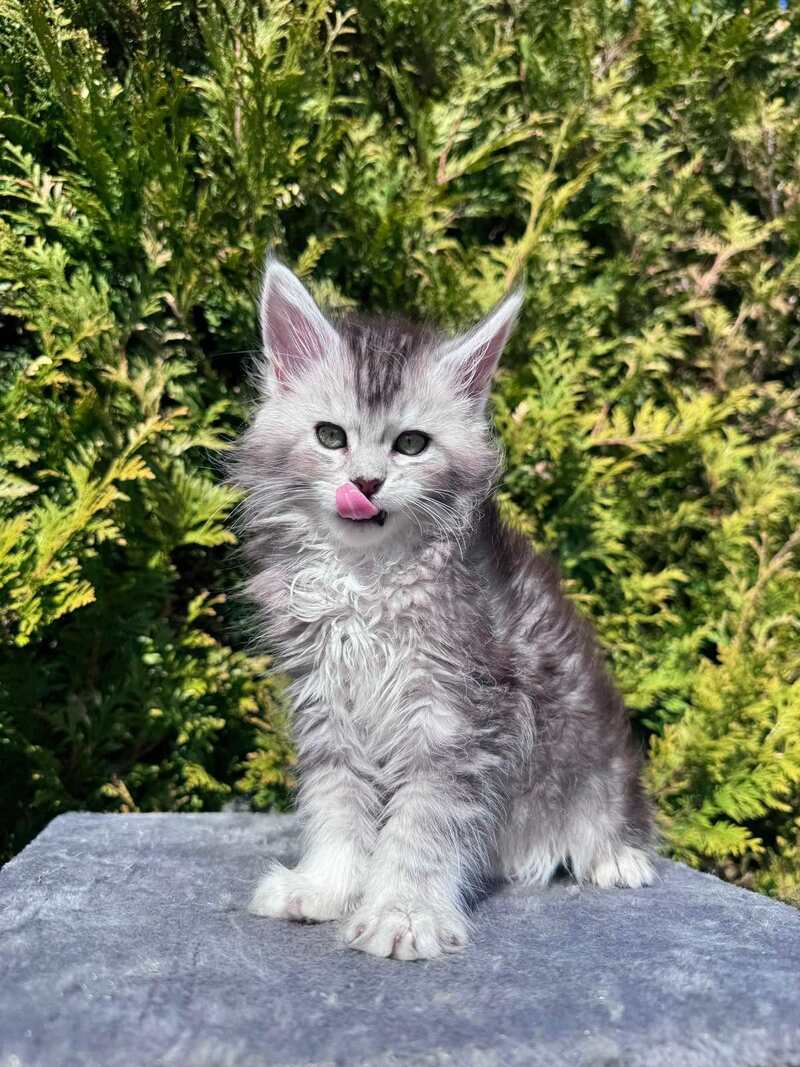 Emeli Maine Coon female black silver ticked tabby - live animals
