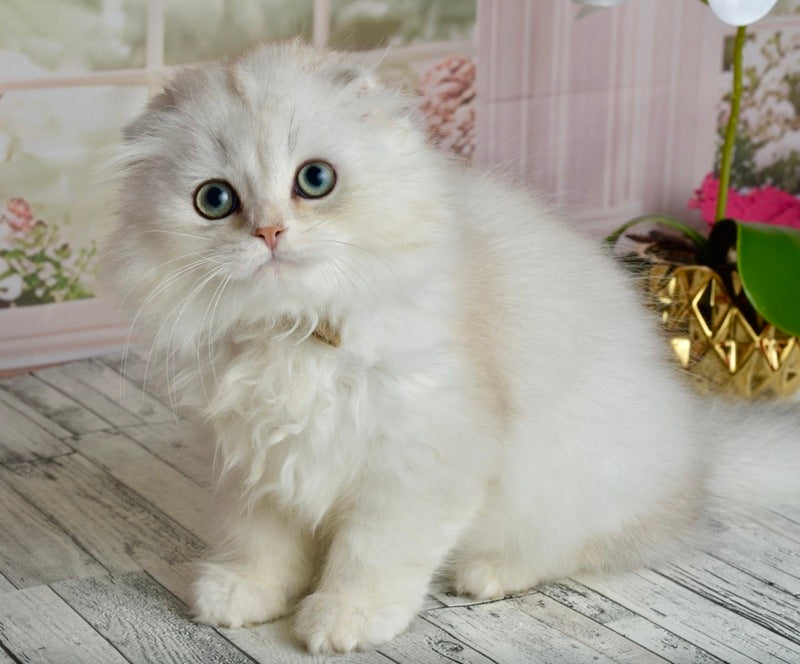 Ronnie Scottish Fold male black silver shaded - live animals