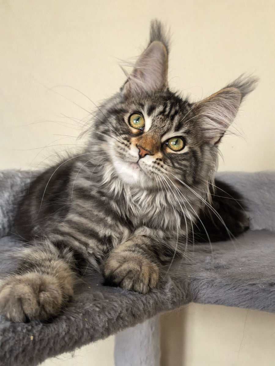 Dianne Maine Coon female black tabby - live animals