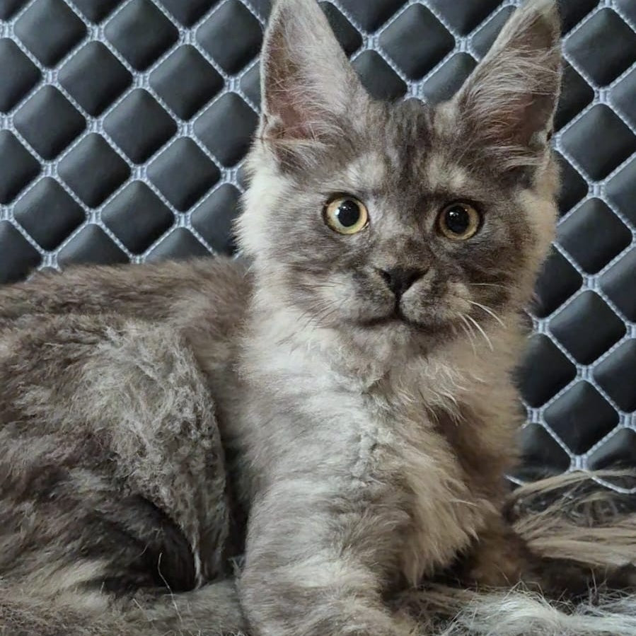 Cosmo Maine Coon male, black silver