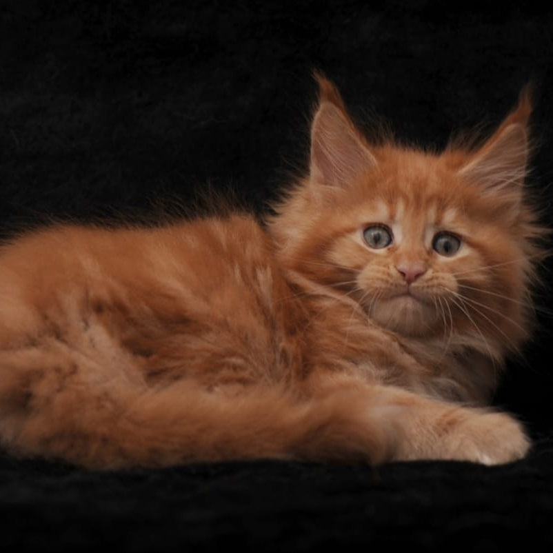 Sally Maine Coon female, red