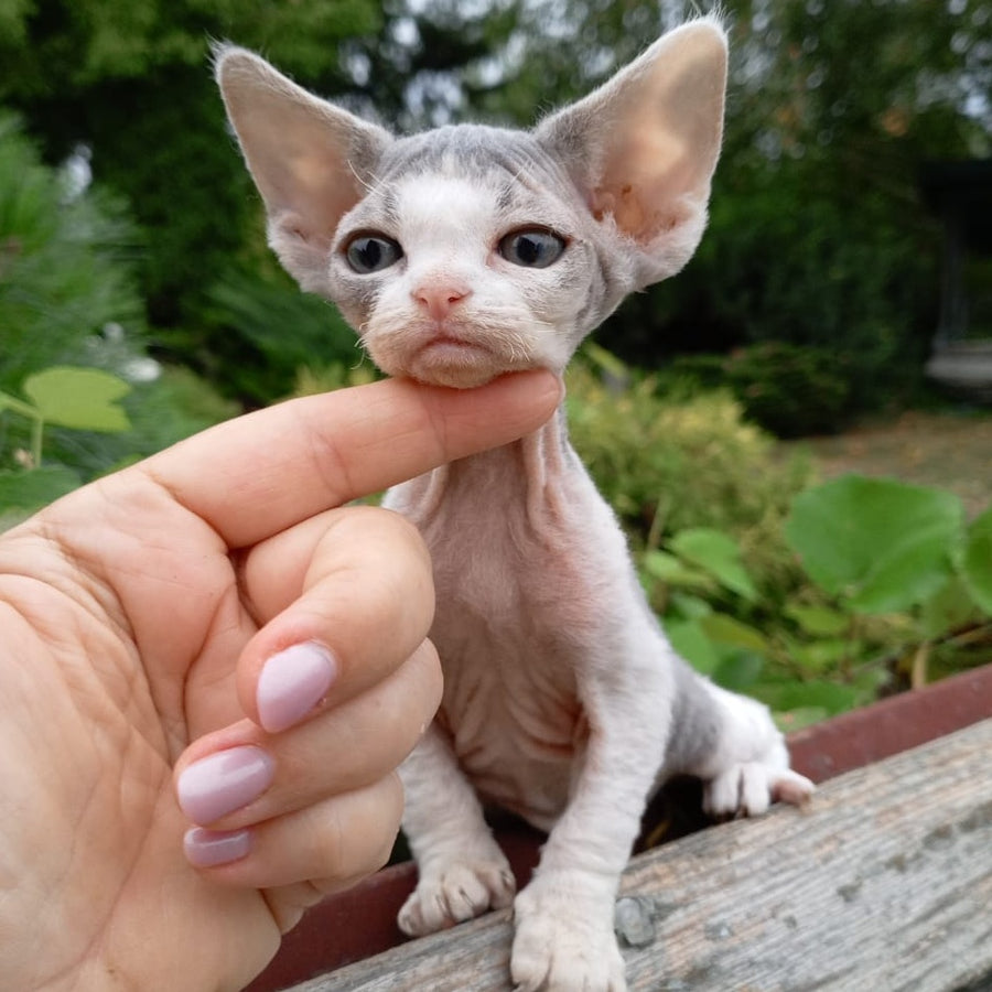 Chloe Devon Rex female, blue bicolour