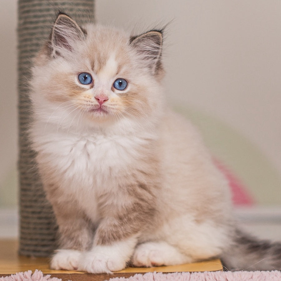 Xia Ragdoll female, seal lynx bicolour