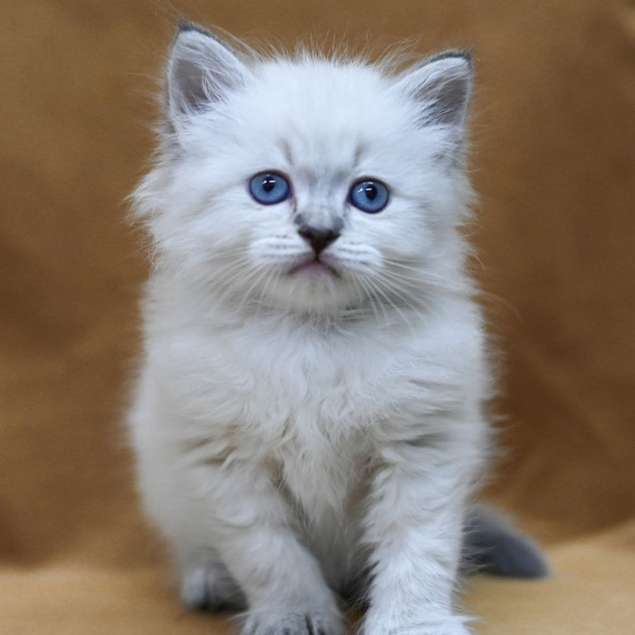 Gvidon Neva Masquerade male, blue tabby pointed