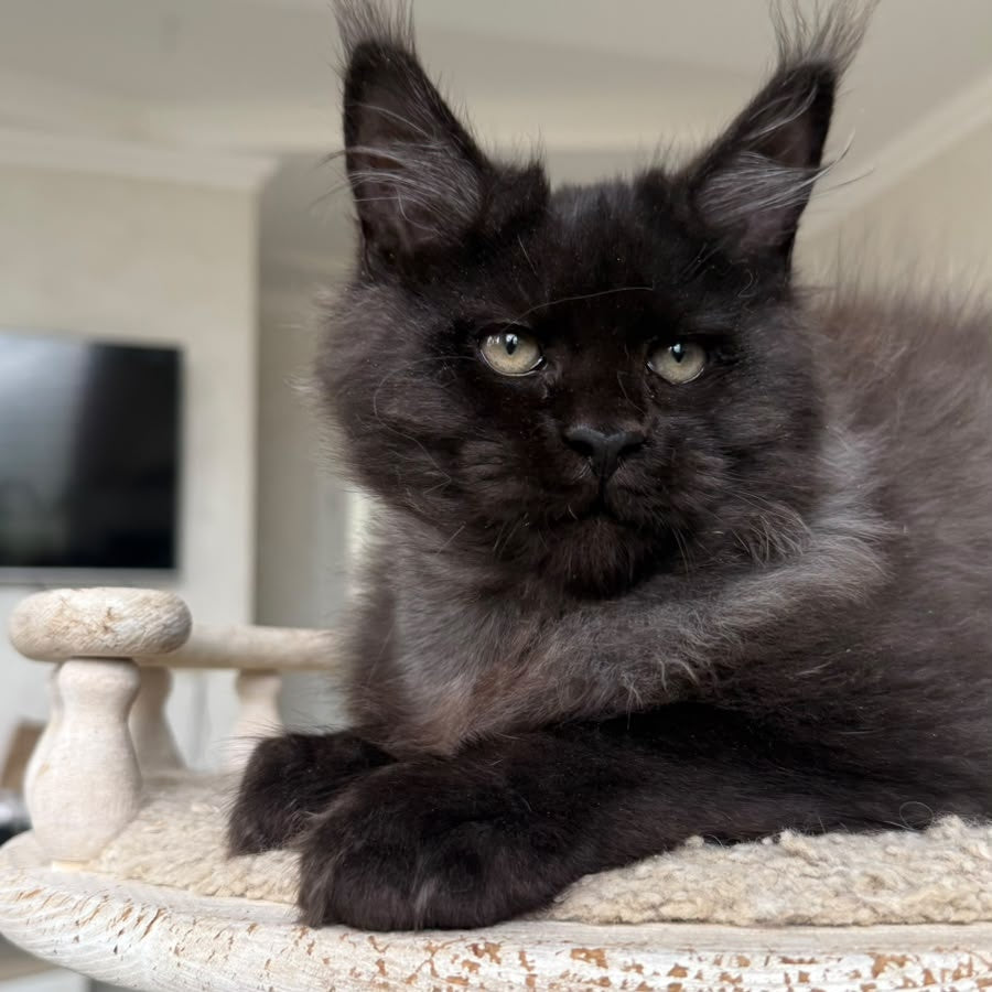 Tibet Maine Coon male, black silver
