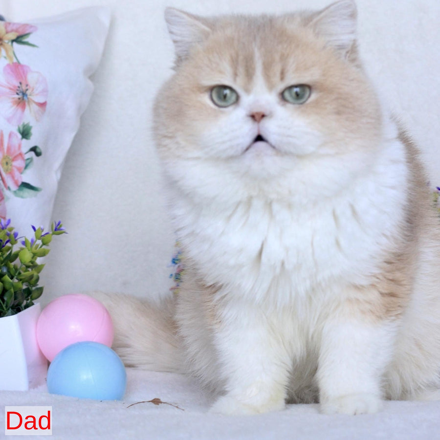 Watson British Shorthair male, blue golden chinchilla bicolour