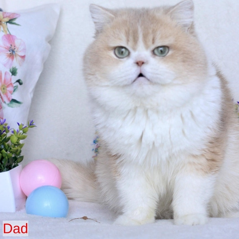 Webster British Shorthair male, blue golden chinchilla