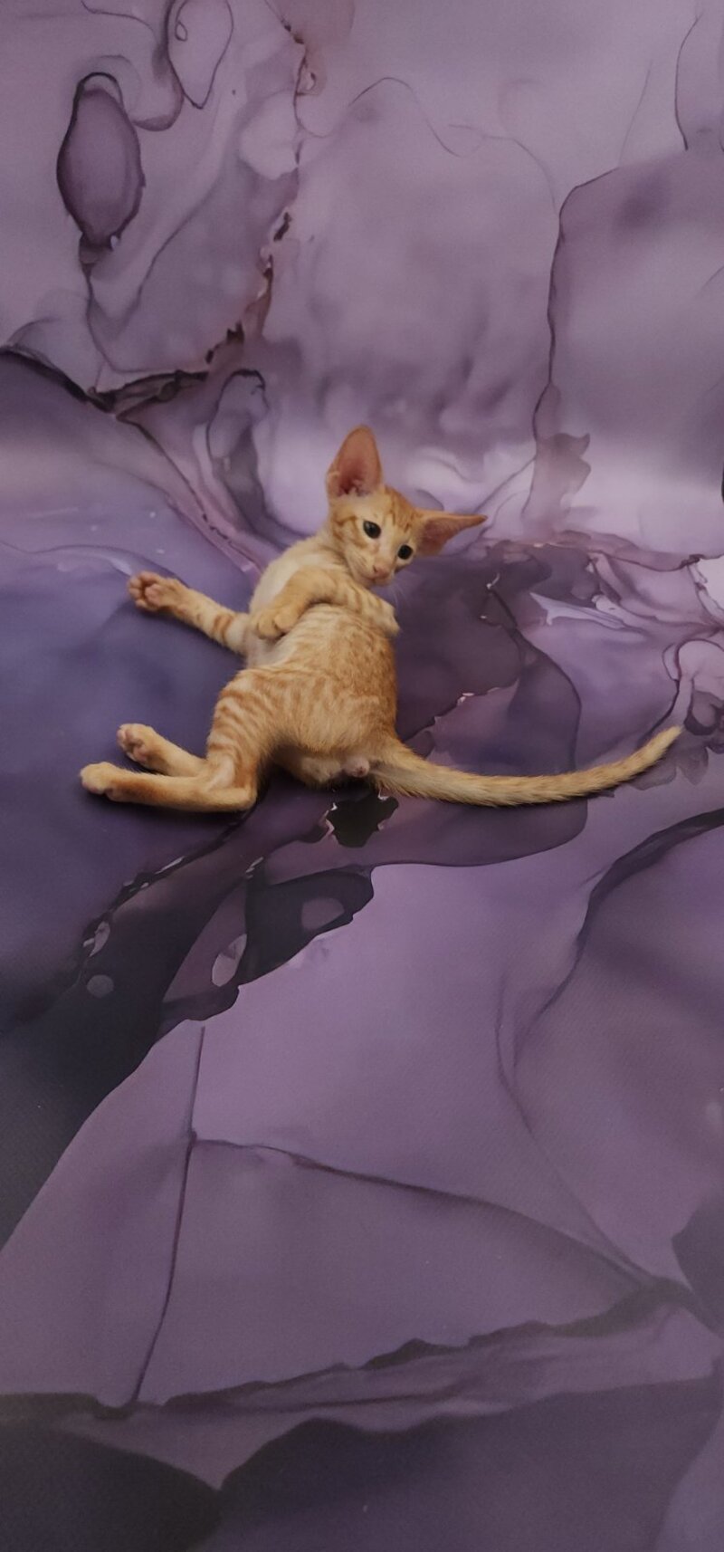 Sanrise Oriental Shorthair male, red spotted tabby