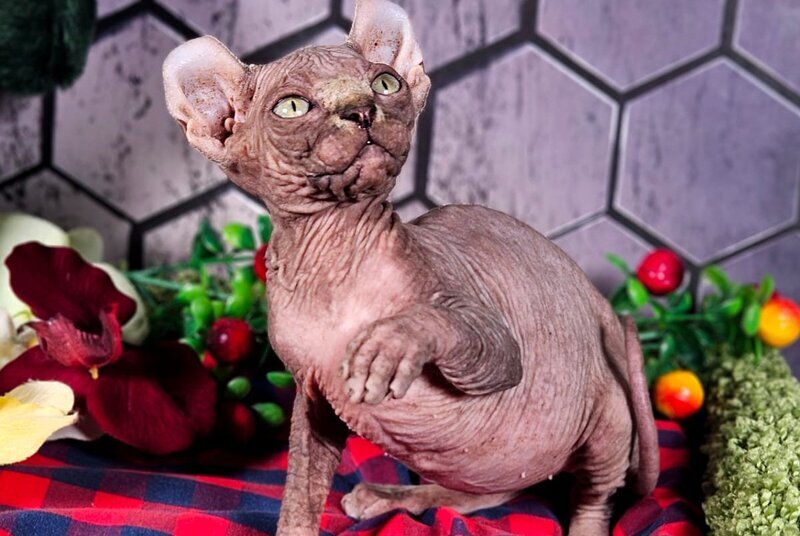 Isolde Elf female, black bicolour tabby