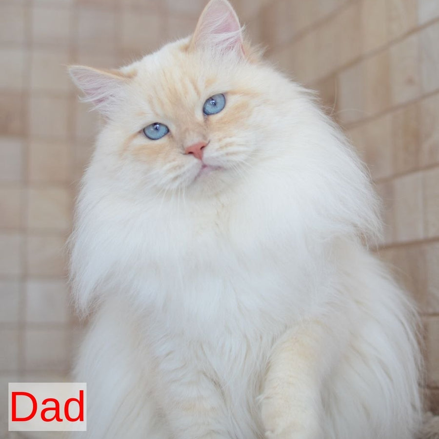 Kassey Siberian male, black tabby pointed
