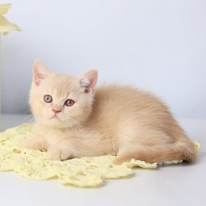 Yarik British Shorthair male, cream