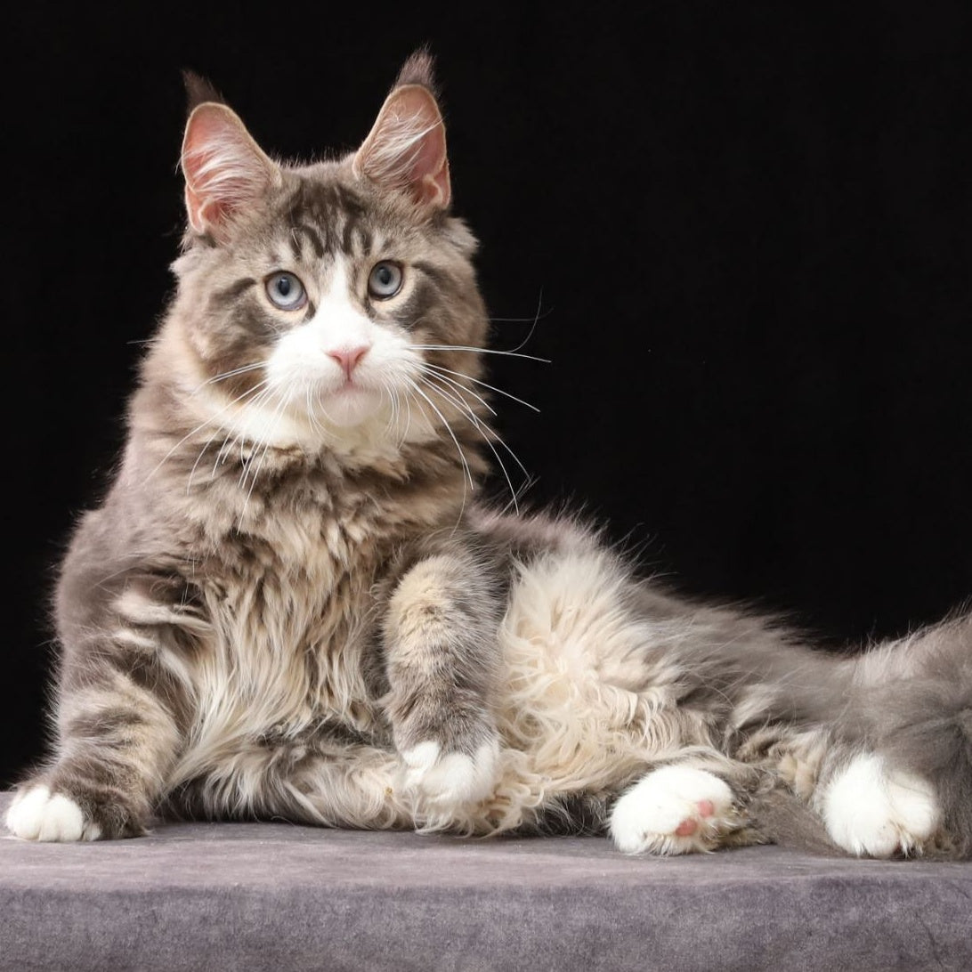 Rivaldo Maine Coon male, blue tabby bicolour