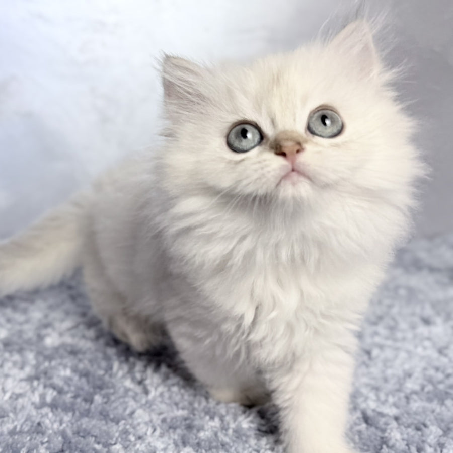 Josefina Scottish Straight female, black golden shaded pointed