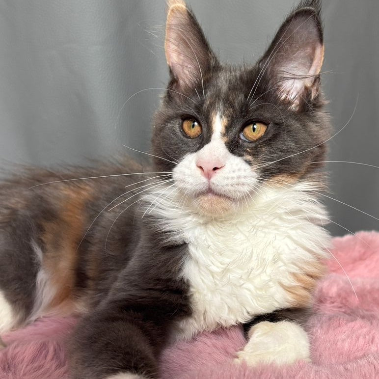 Chloe Maine Coon female, blue tortie bicolour