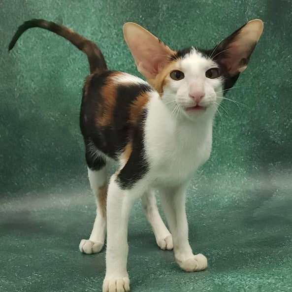 Ulrica Oriental Shorthair female, black tortie tabby harlequin