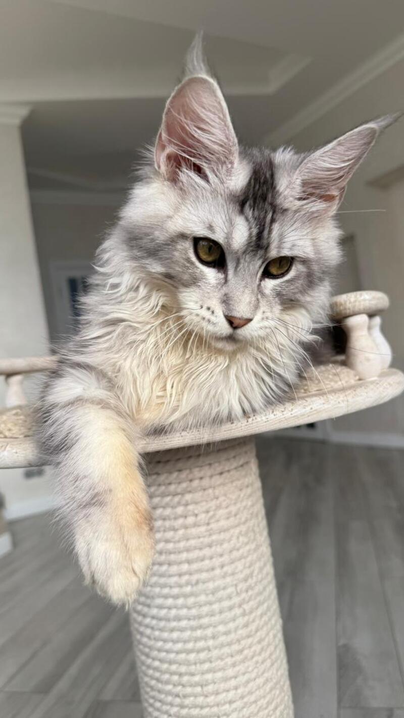 Jerry Maine Coon male, black silver ticked tabby
