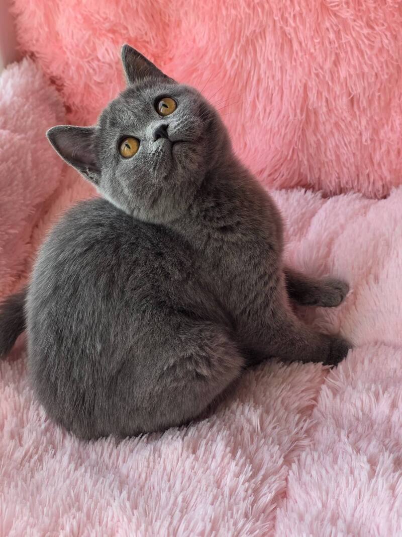 Caitlin British Shorthair female, blue