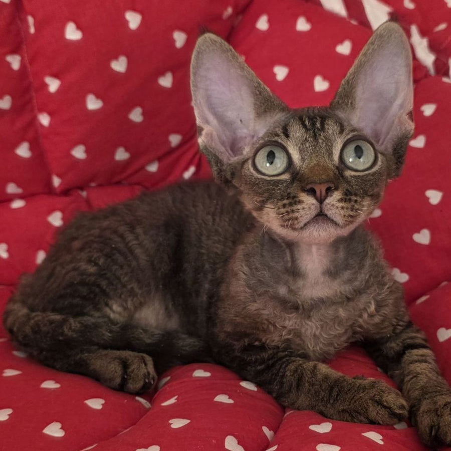 Alex Devon Rex male, black tabby
