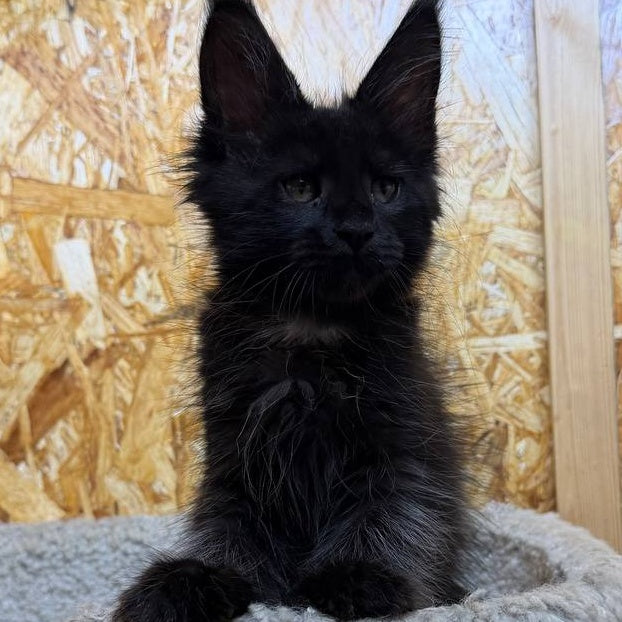 Kaida Maine Coon male, black with white