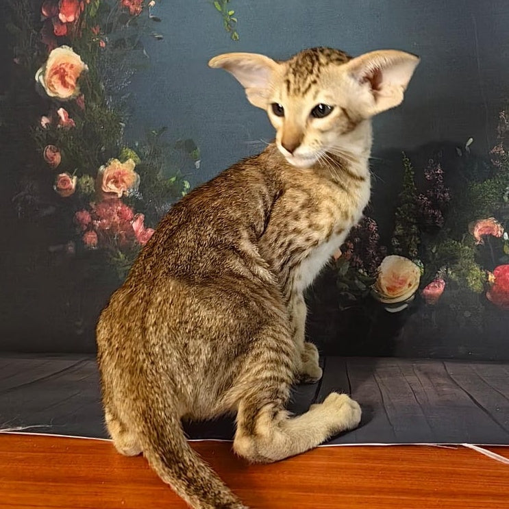 Plamya Oriental Shorthair female, chocolate tortie spotted tabby
