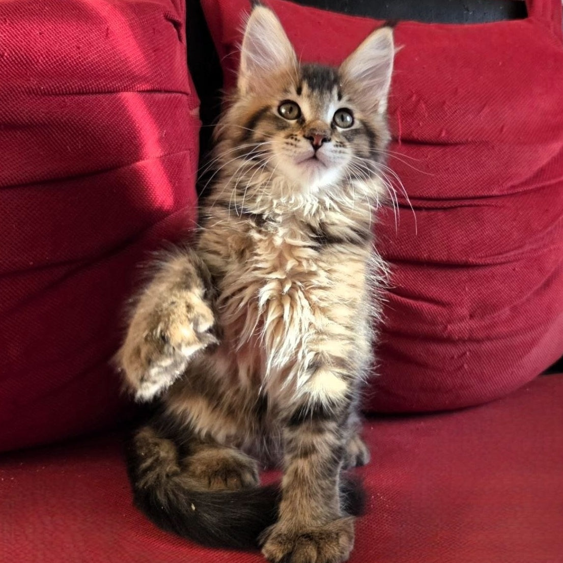 Rodion Maine Coon polydactyl 6x6x6x6 male, black ticked tabby