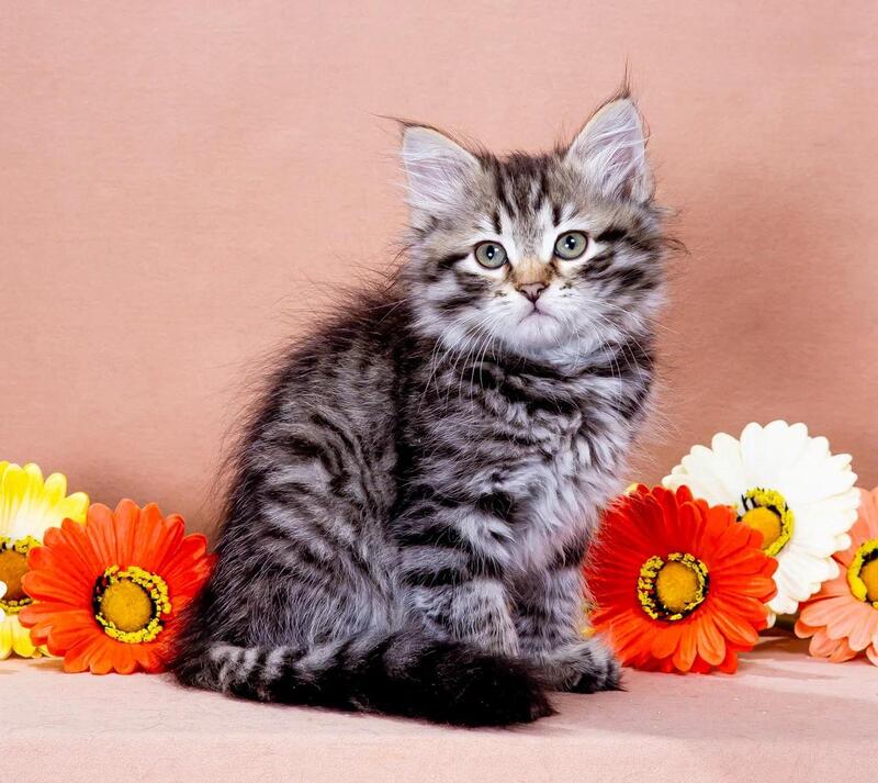 Dastin Siberian male black spotted tabby - live animals