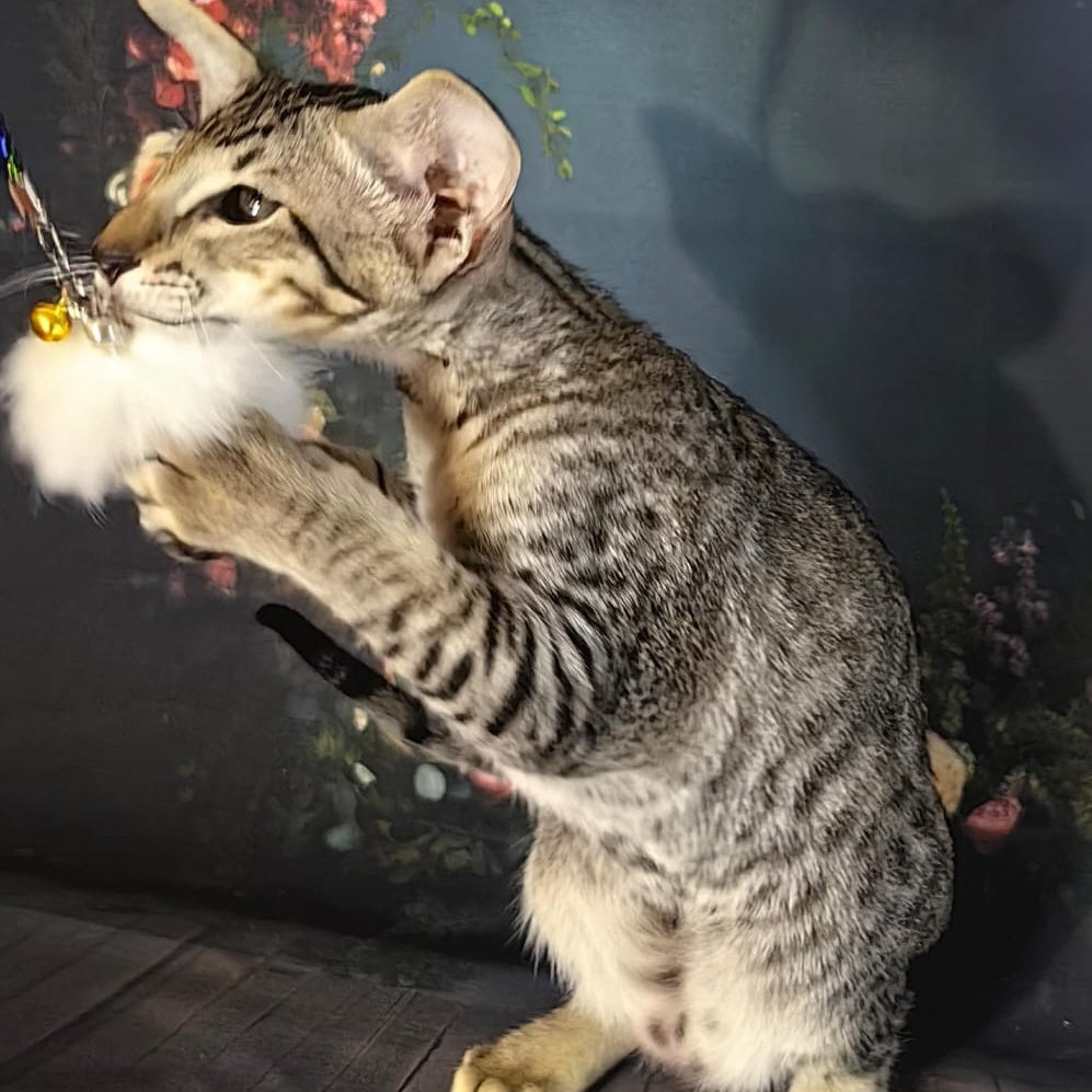 Perseus Oriental Shorthair male, black spotted tabby