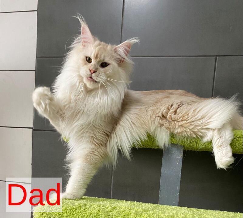 Western star Maine Coon female, black tortie tabby