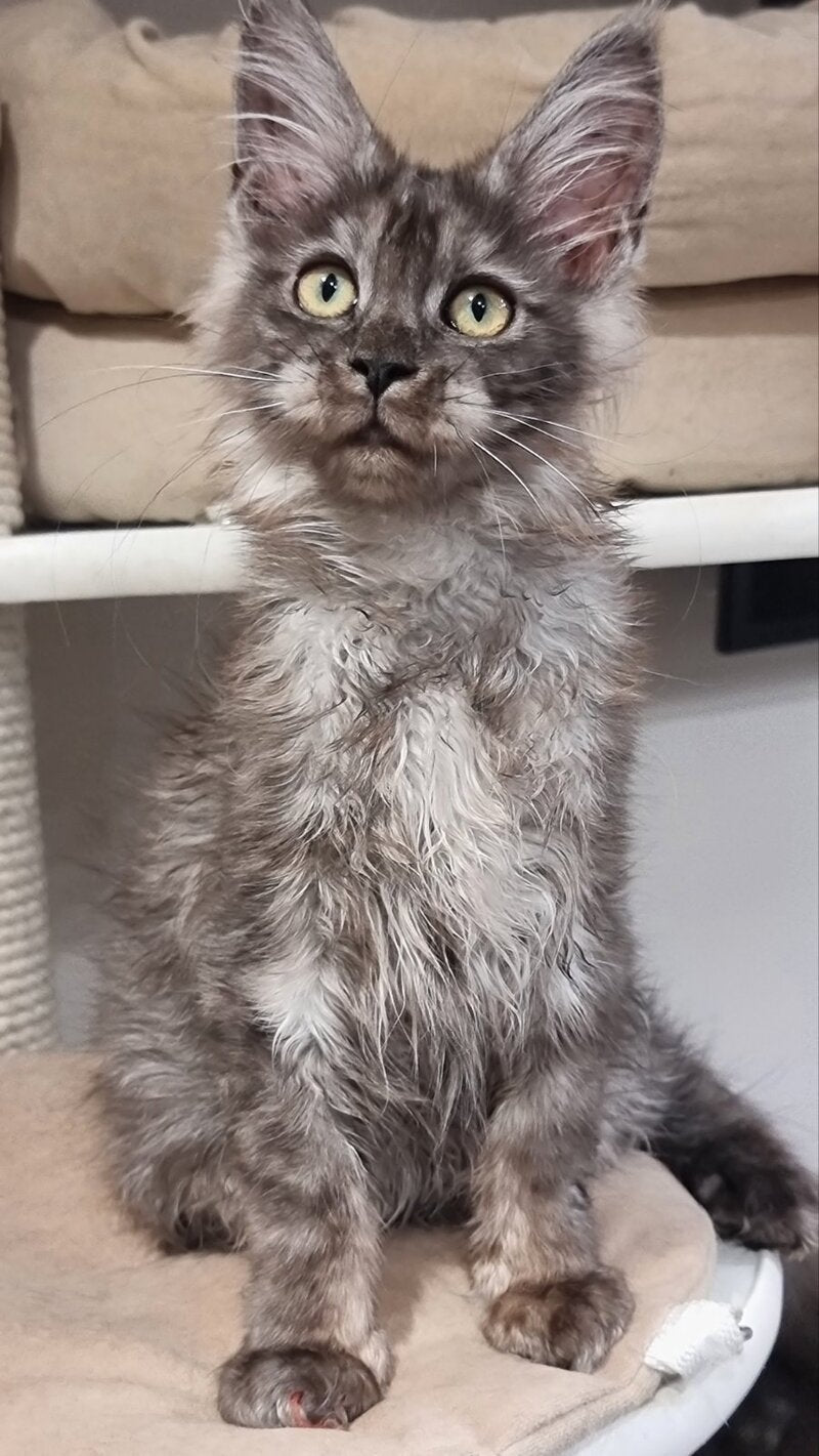 Cassia Maine Coon female black silver - live animals