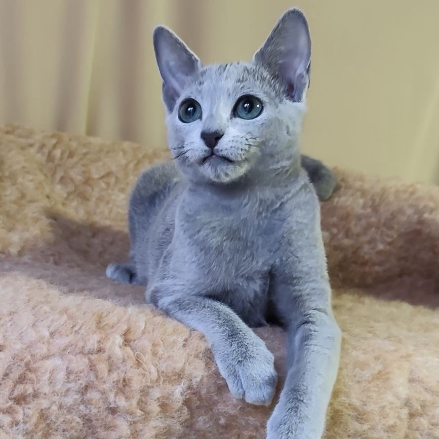 Leon Russian Blue male, blue