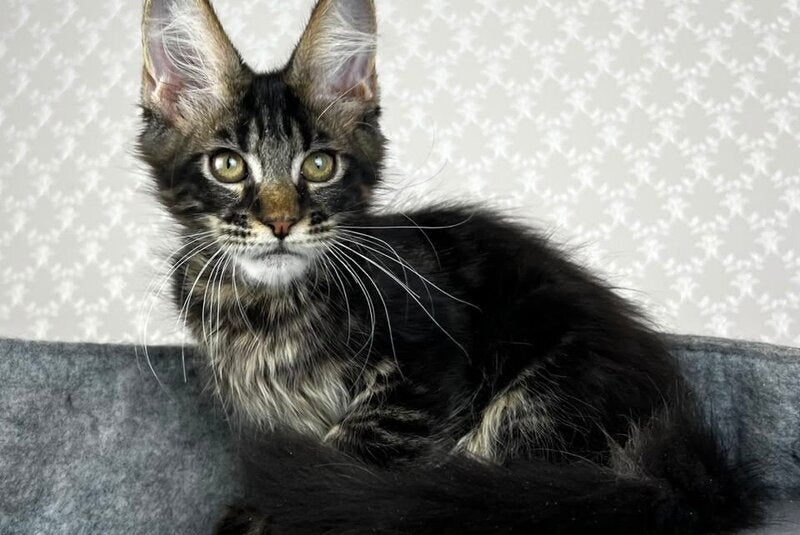 Necko Maine Coon male, black tabby